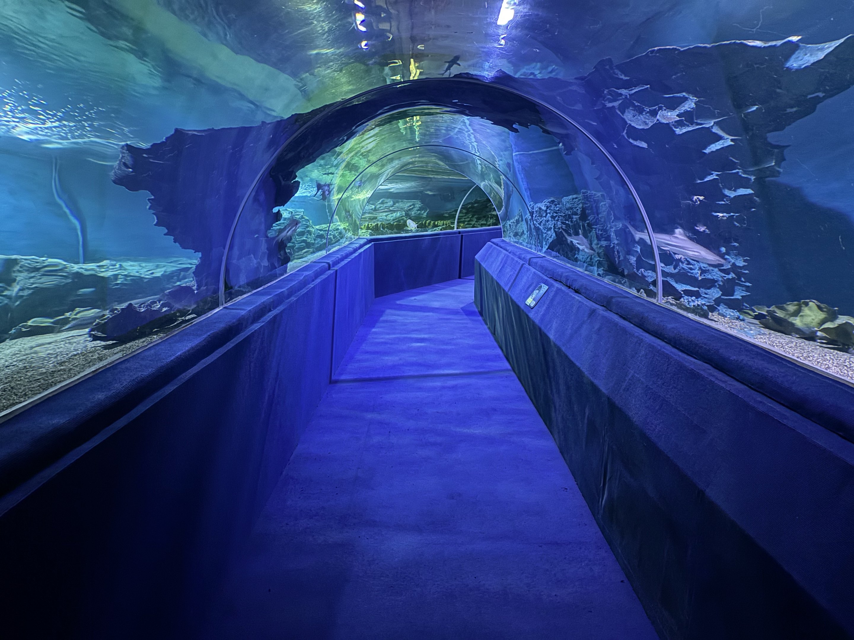 Shark Tunnel