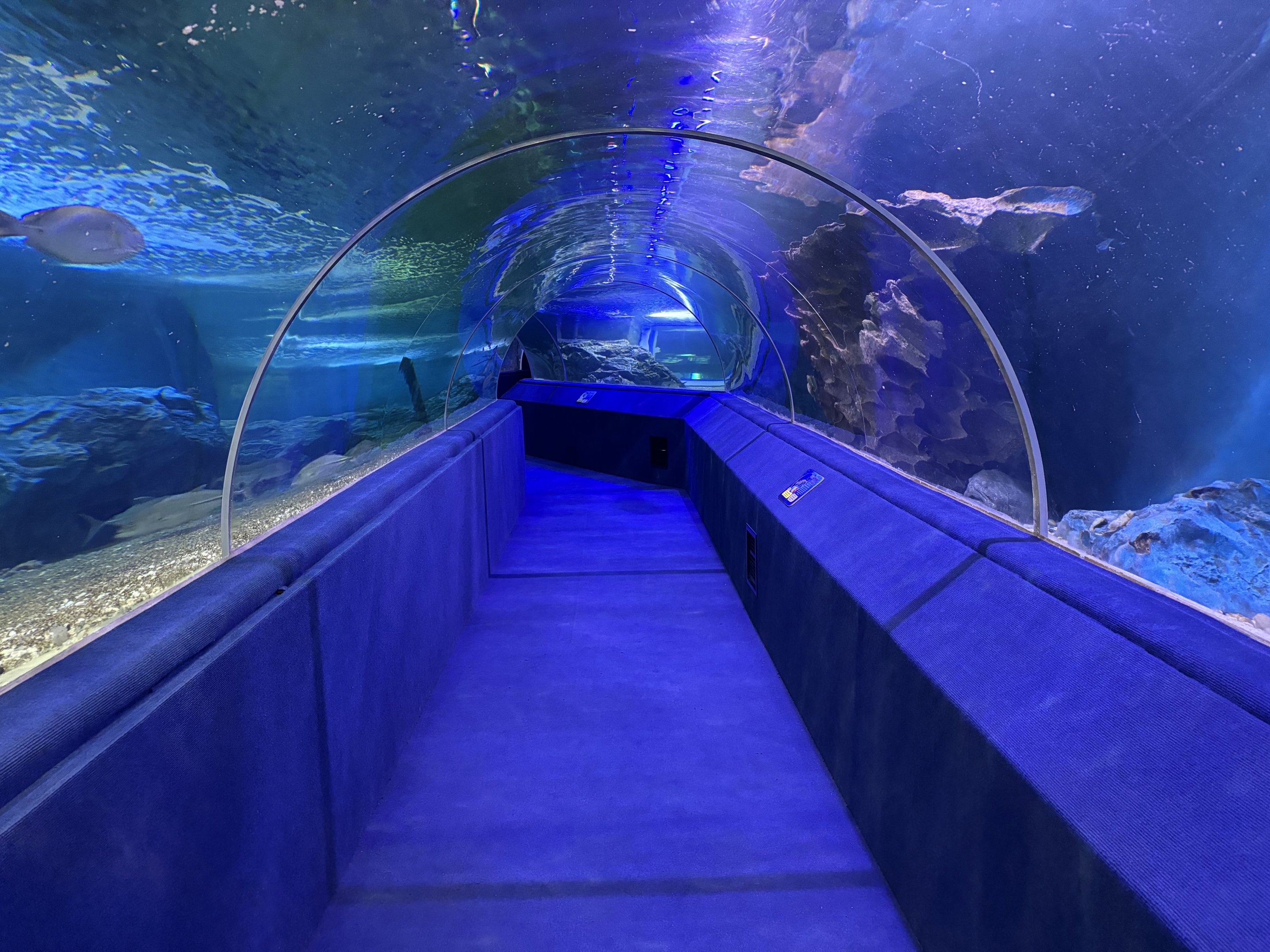 Shark Tunnel