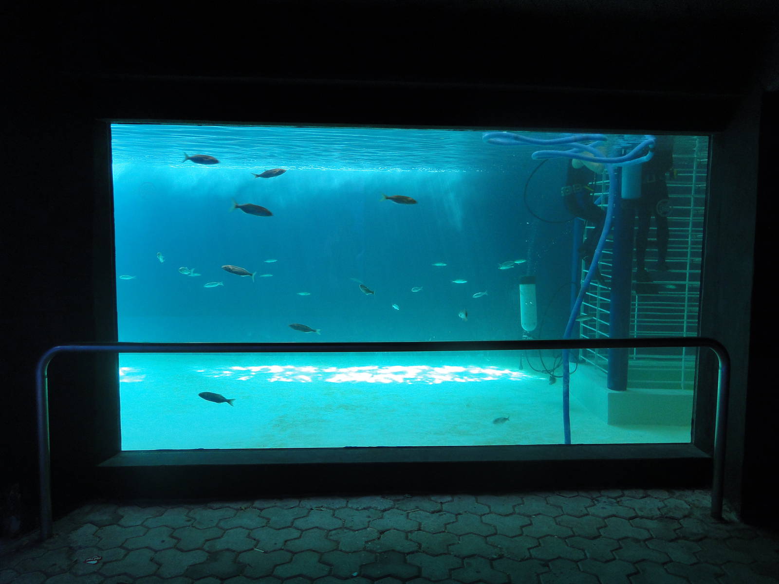 Shark underwater viewing