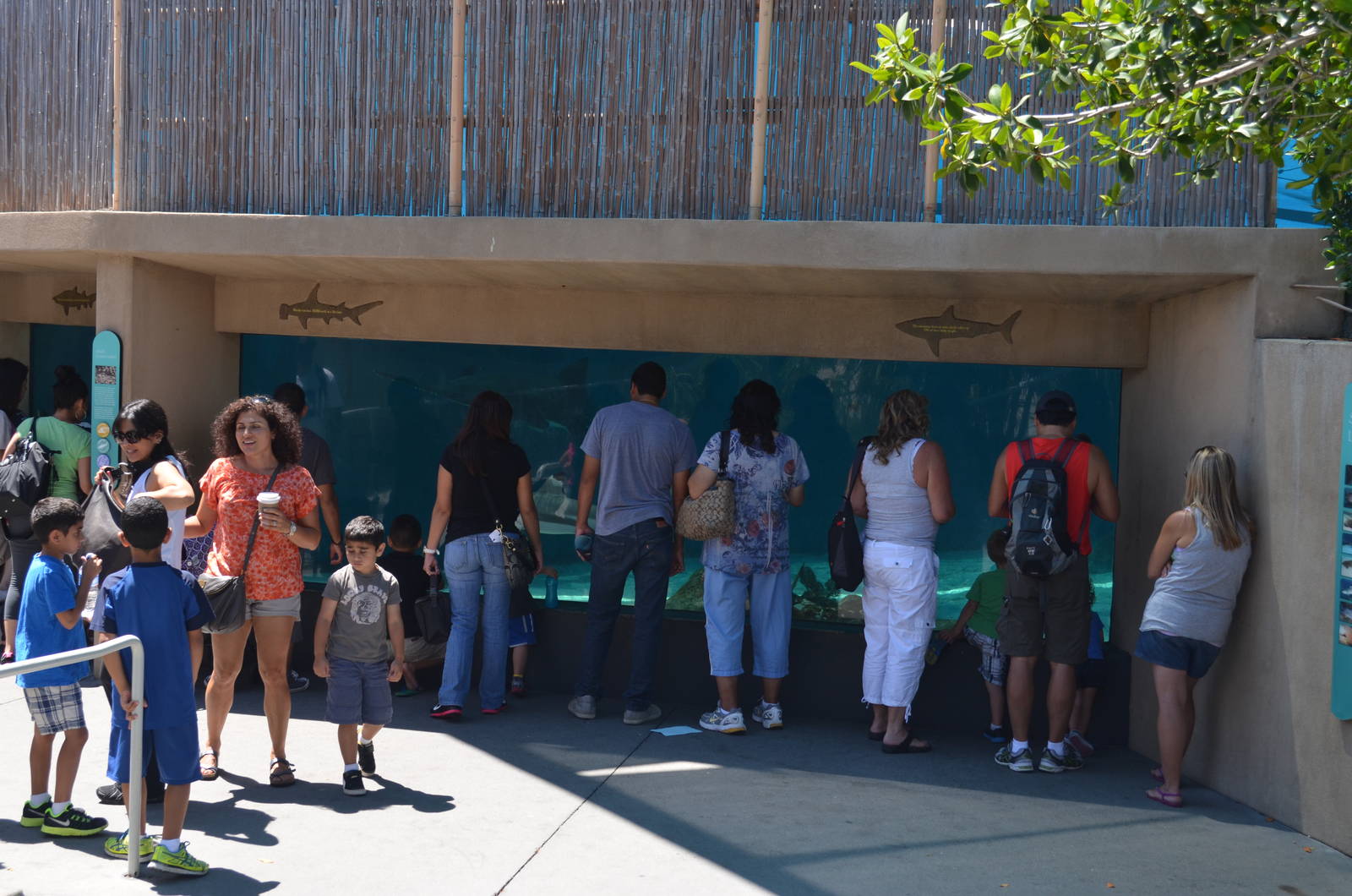 Shark Underwater Viewing