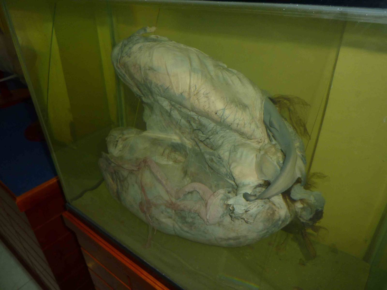 Shark uterus, May 2013.