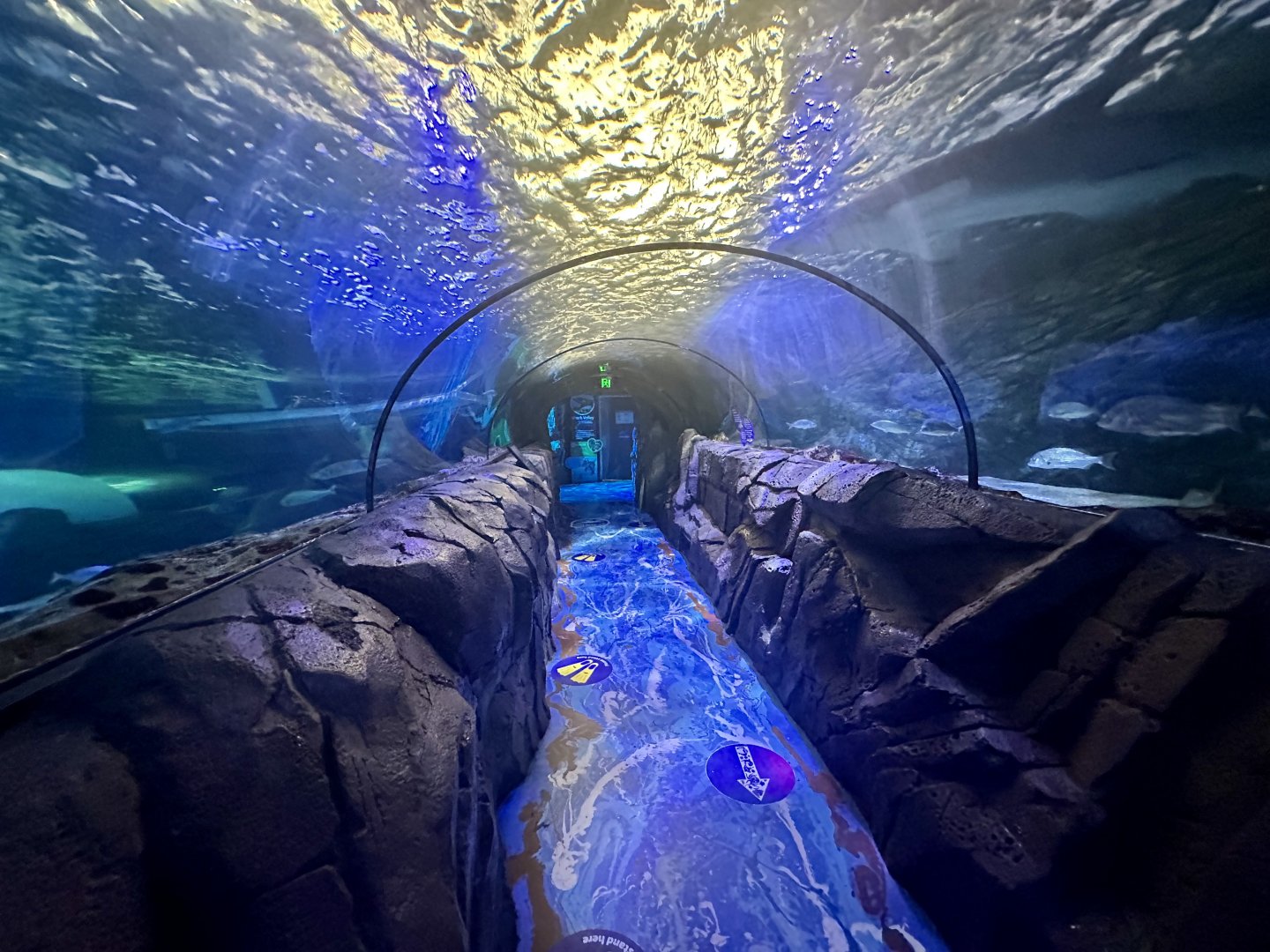 Shark Valley Exhibit - Shark Tunnel