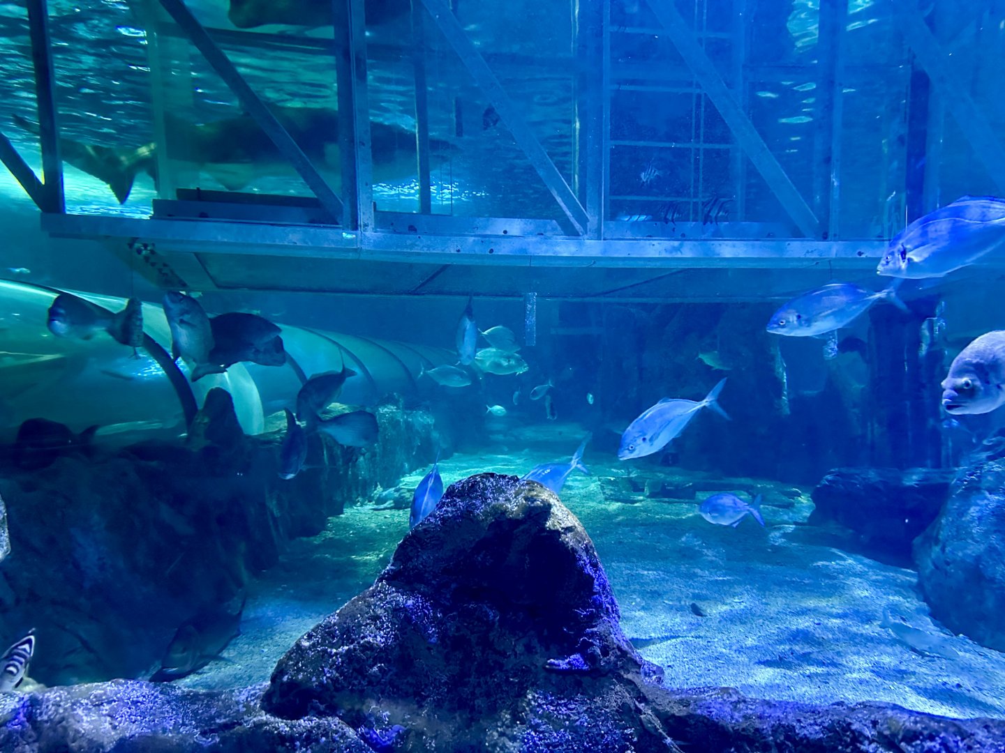 Shark Valley Exhibit