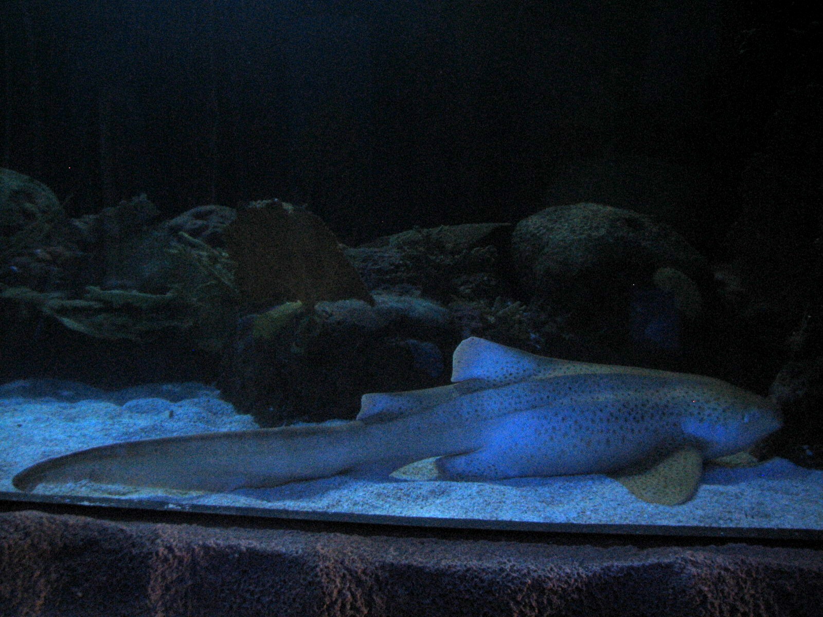 Shark Voyage - Zebra Shark