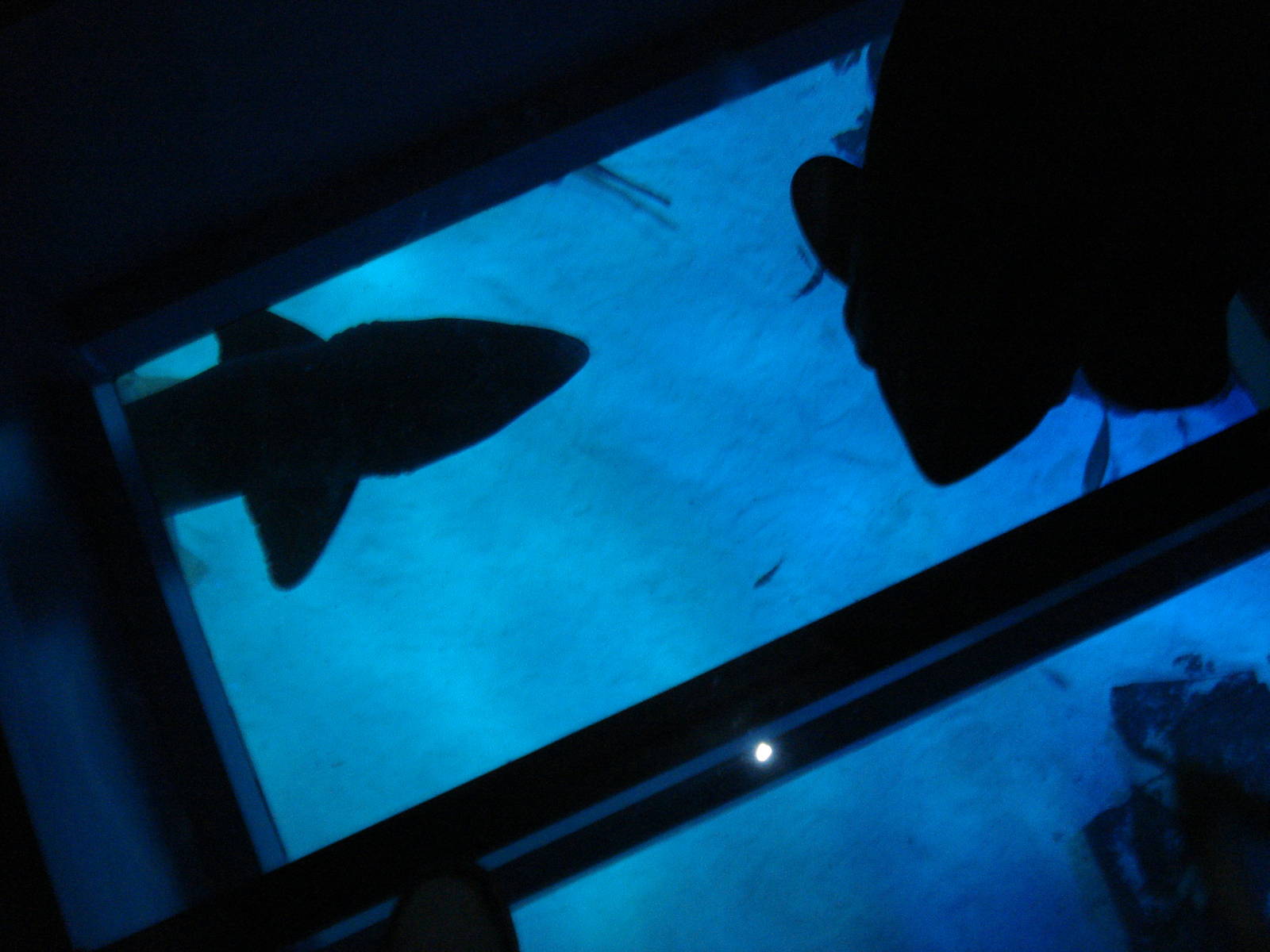 Shark walk, 02/05/2009