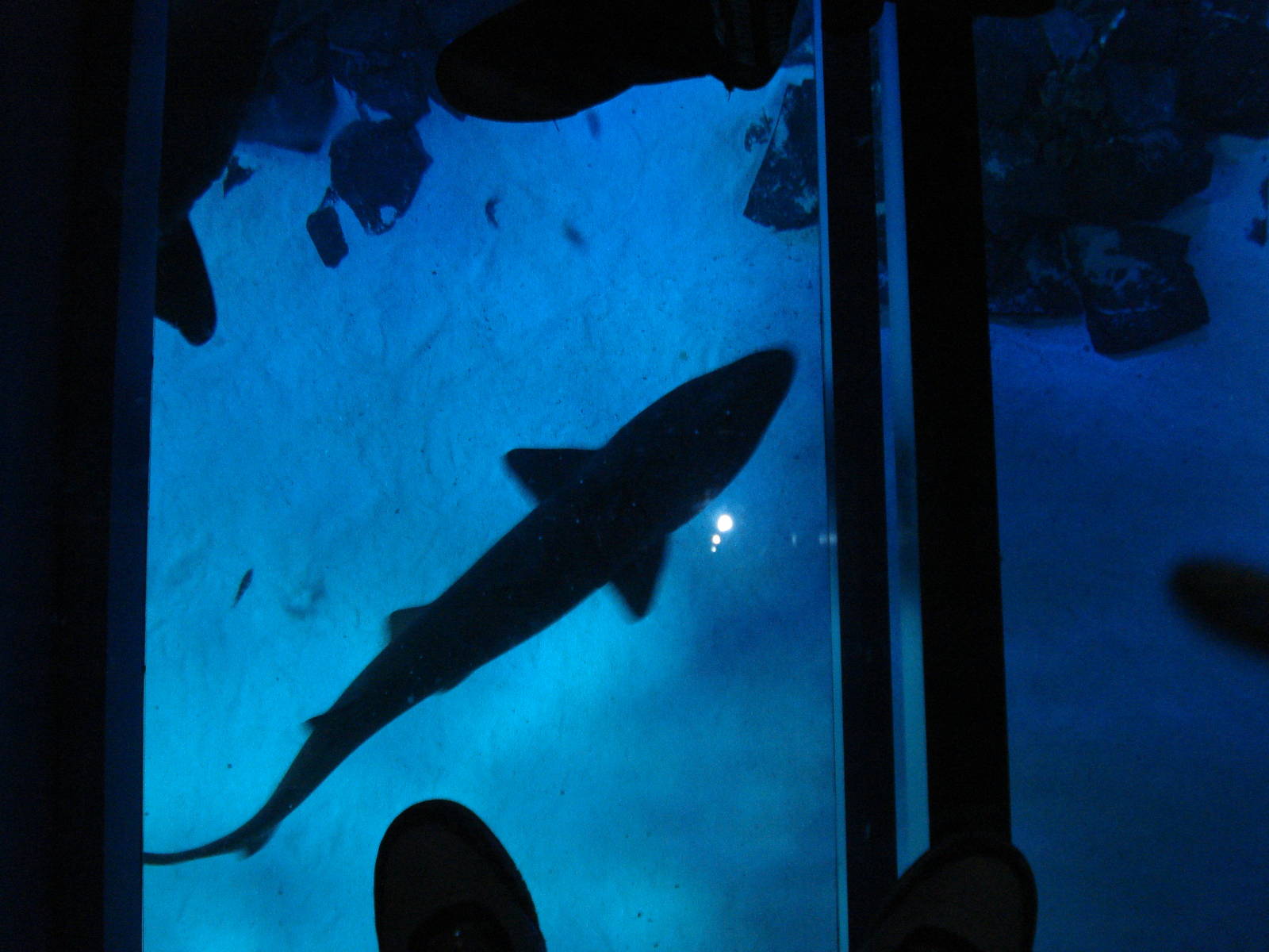 Shark walk, 02/05/2009