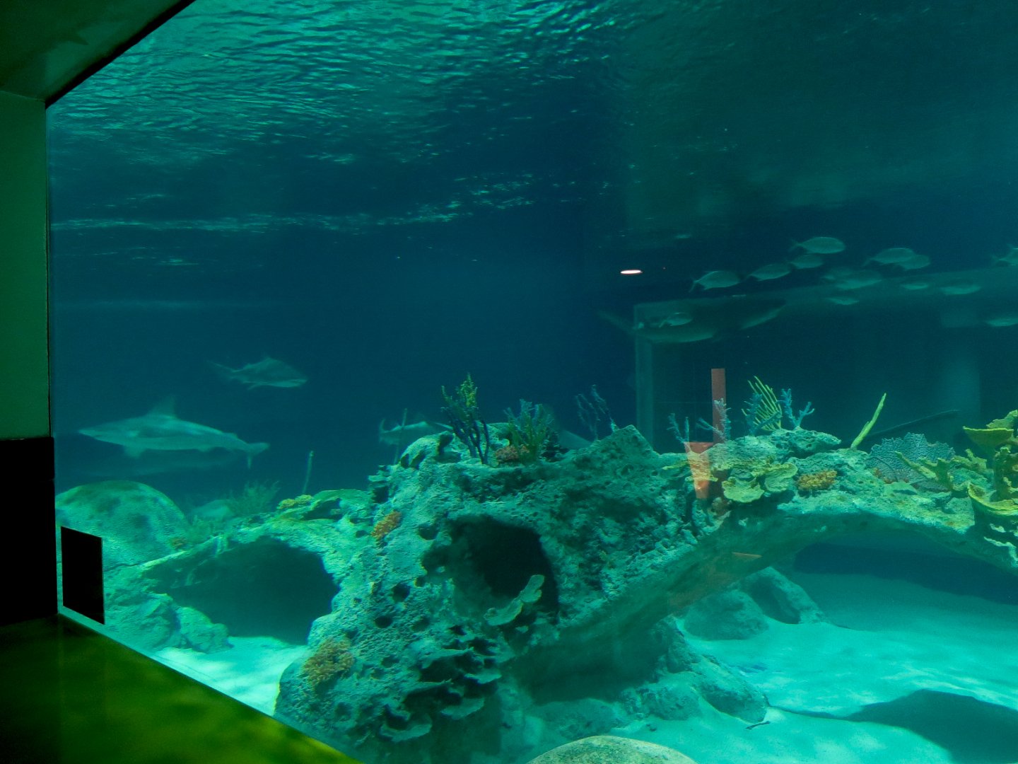 Shark Waters Exhibit - Preview from Men's Restroom Viewing Area