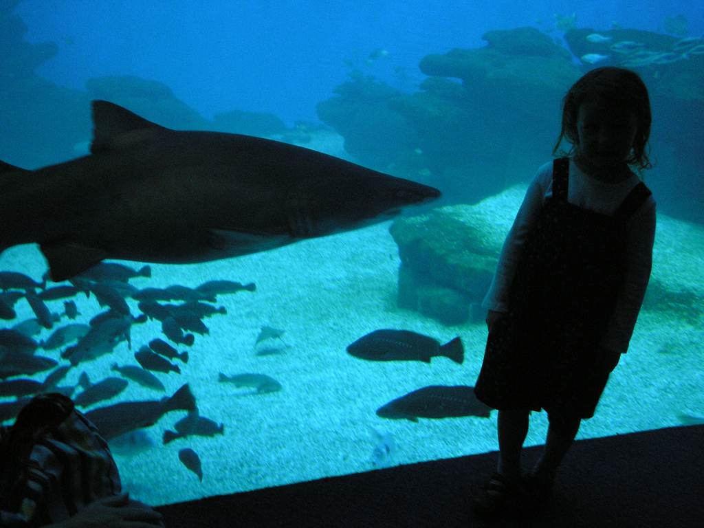 Shark with child for size comparison, Mallorca Aquarium, April 2008