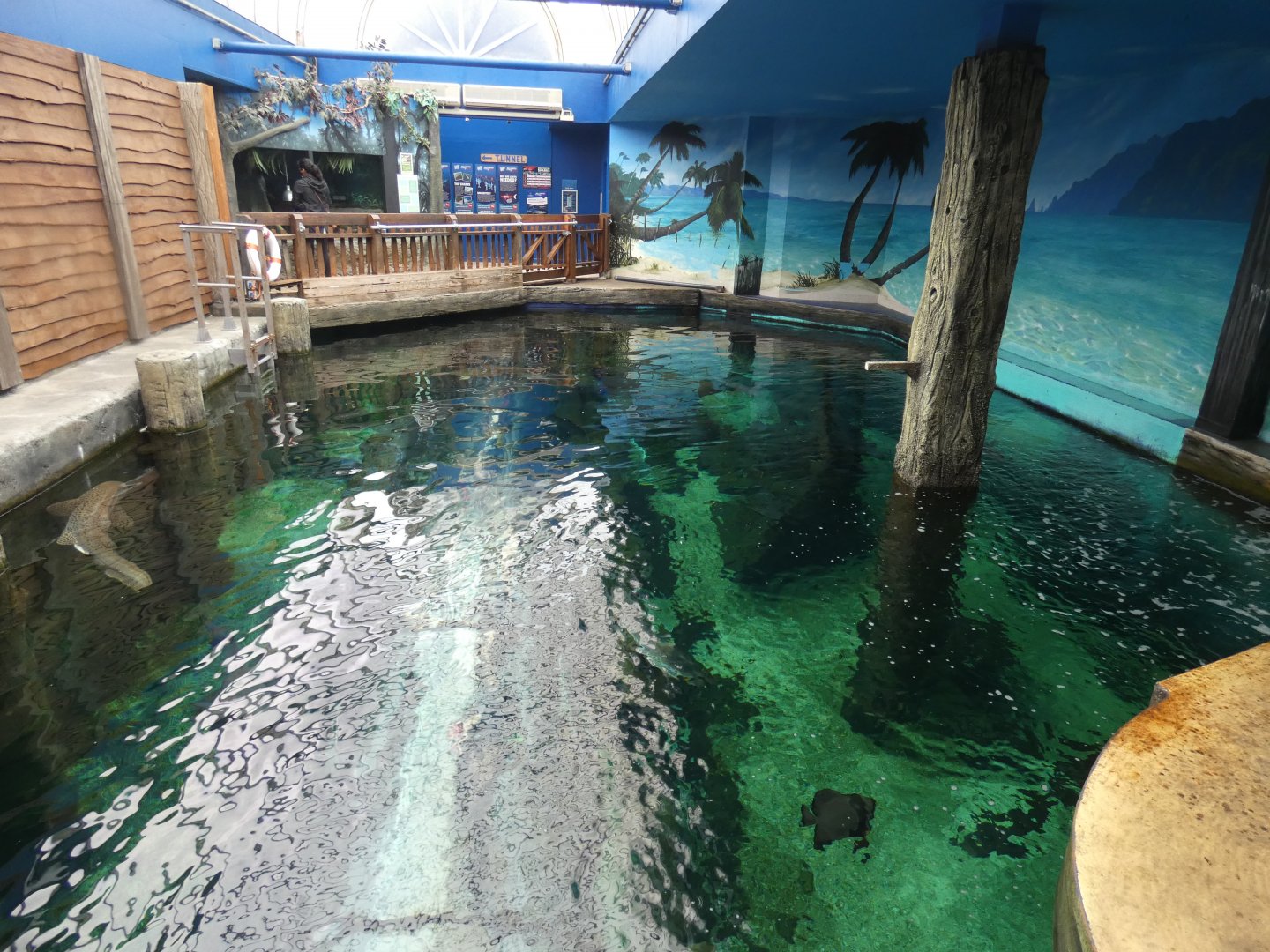 Shark Wreck Reef (Main tank)