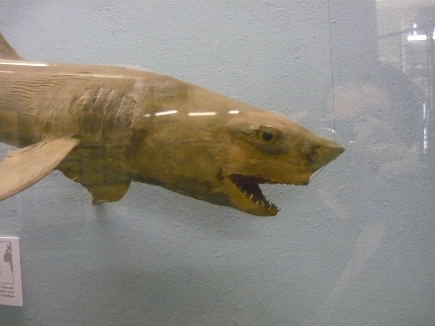 Shark