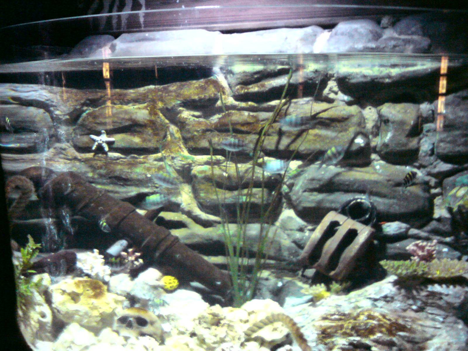 Sharkbait Reef by SeaLife @ Alton Towers, 26/06/10