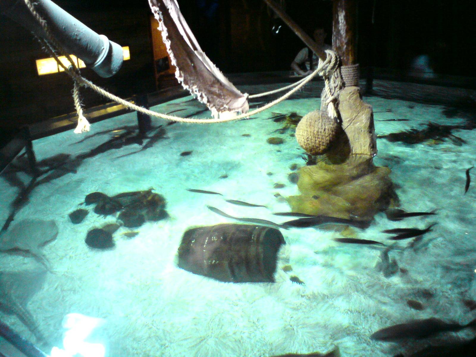 Sharkbait Reef by SeaLife @ Alton Towers, 26/06/10