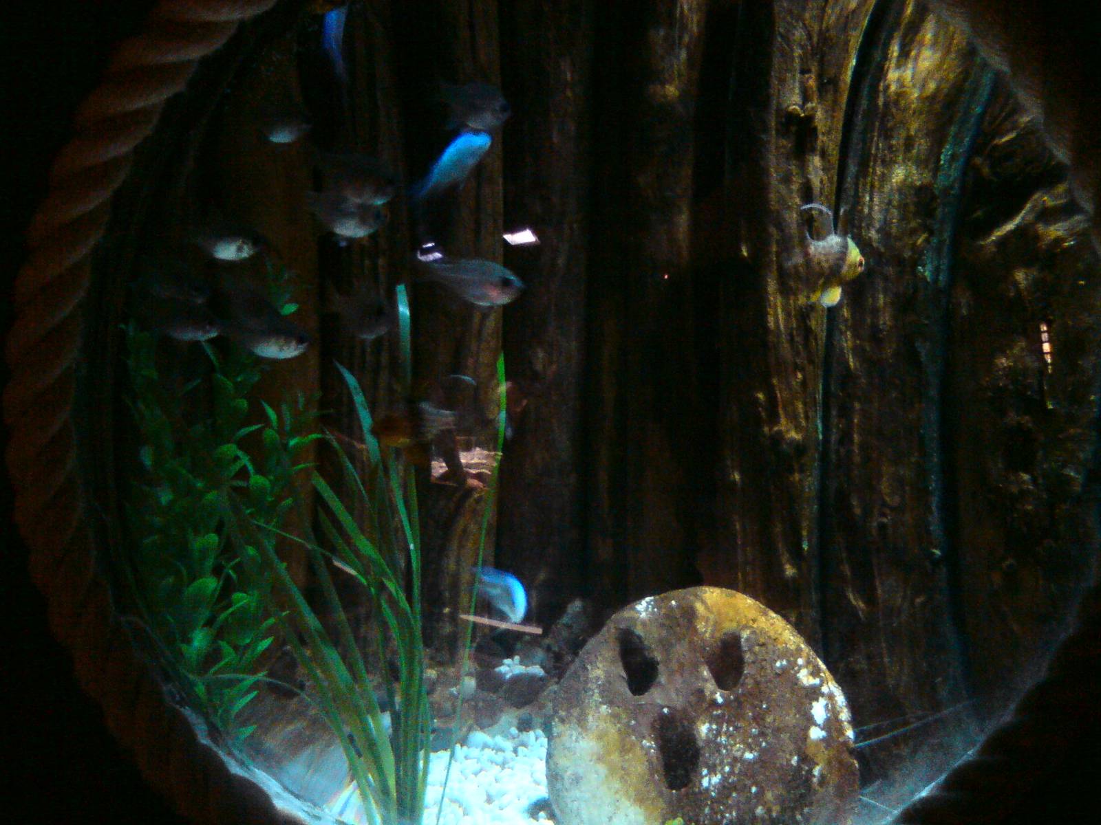 Sharkbait Reef by SeaLife @ Alton Towers, 26/06/10