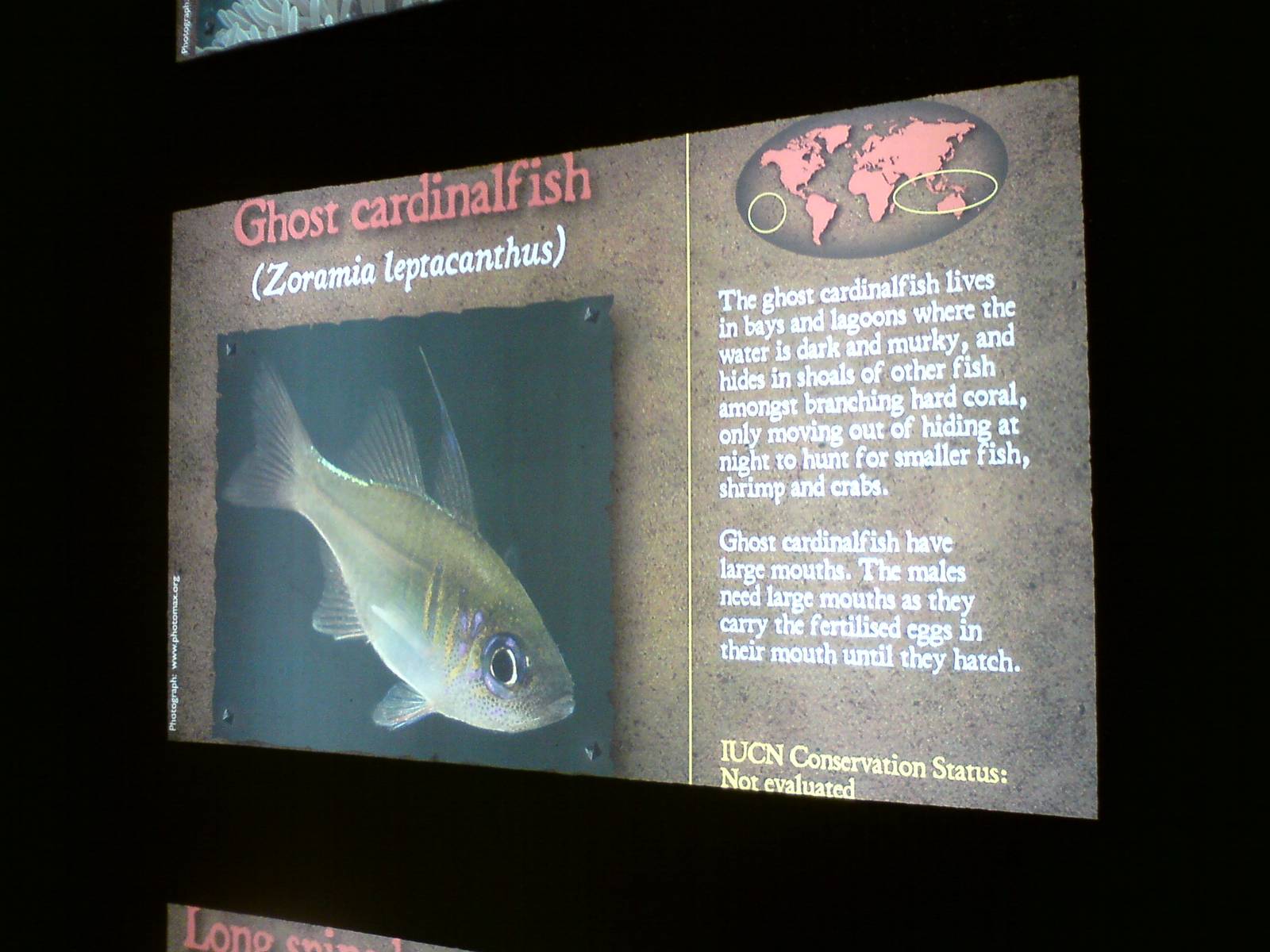 Sharkbait Reef by SeaLife @ Alton Towers, 26/06/10