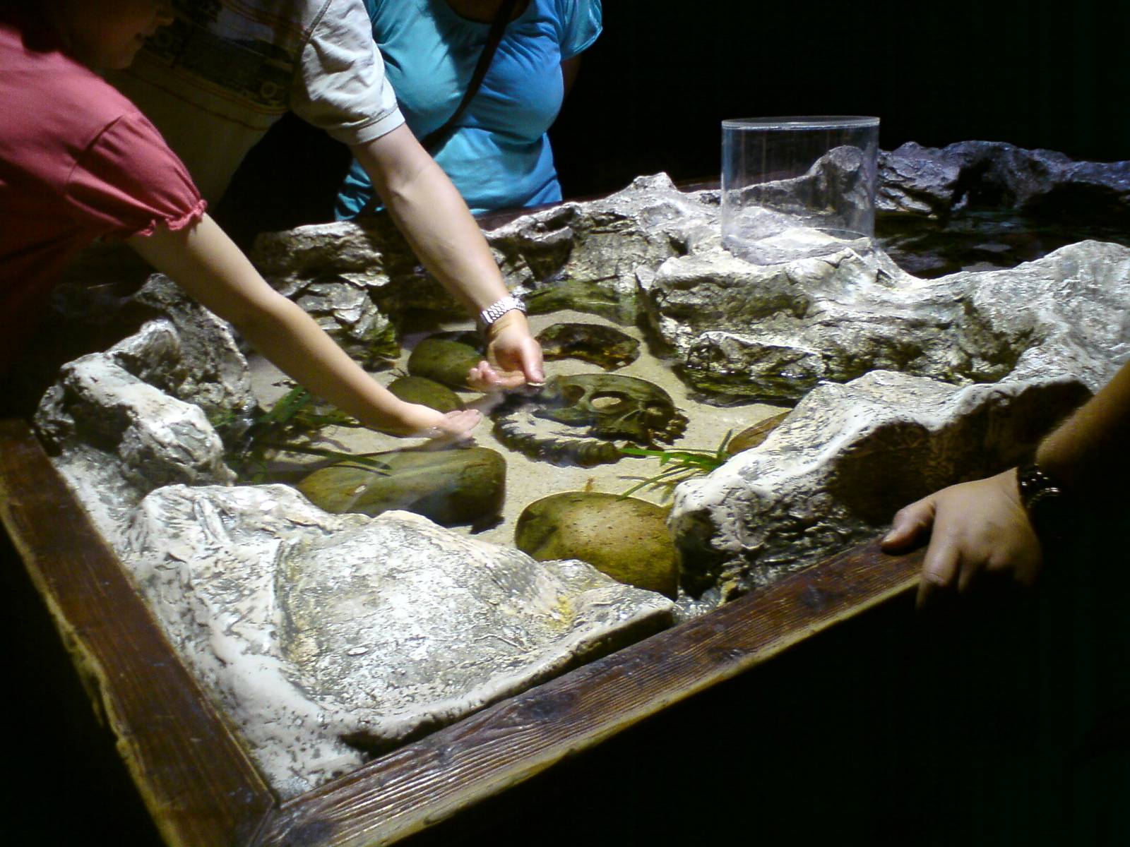 Sharkbait Reef by SeaLife @ Alton Towers, 26/06/10