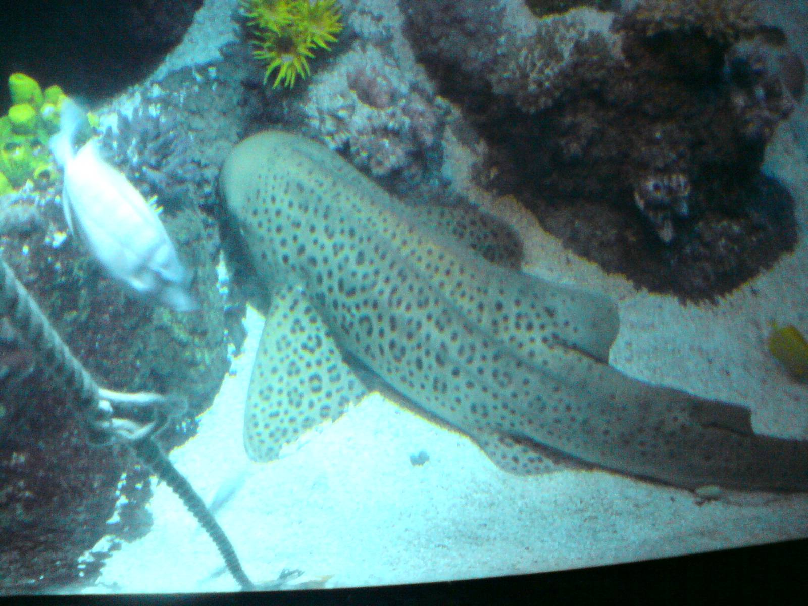 Sharkbait Reef by SeaLife @ Alton Towers, 26/06/10