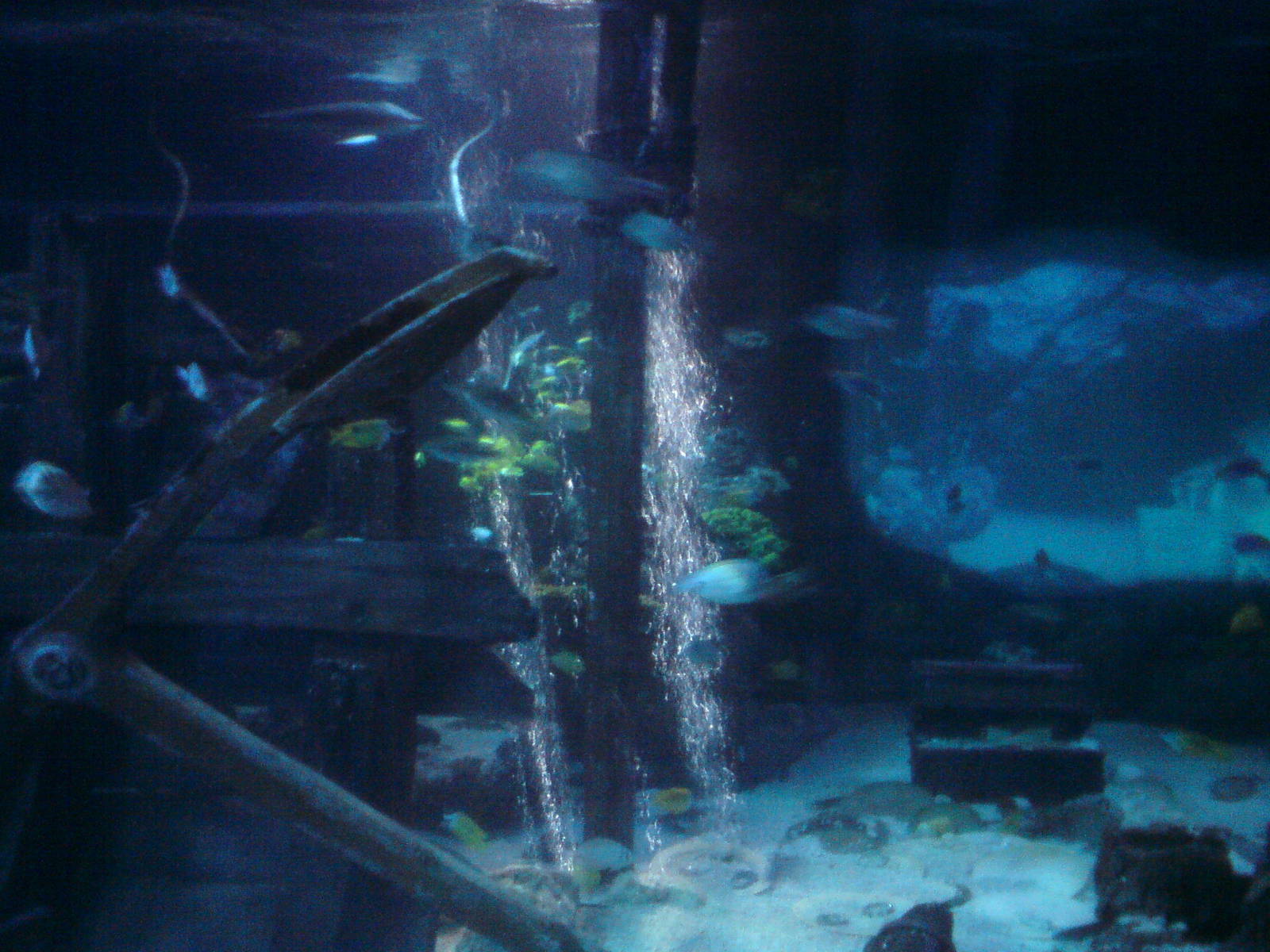 Sharkbait Reef by SeaLife @ Alton Towers, 26/06/10
