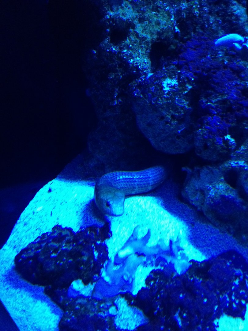 Sharkbay Sea Snake (Aipysurus pooleorum)