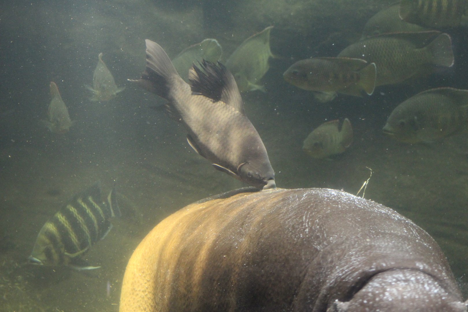Sharkminnow Cleaning Hippo