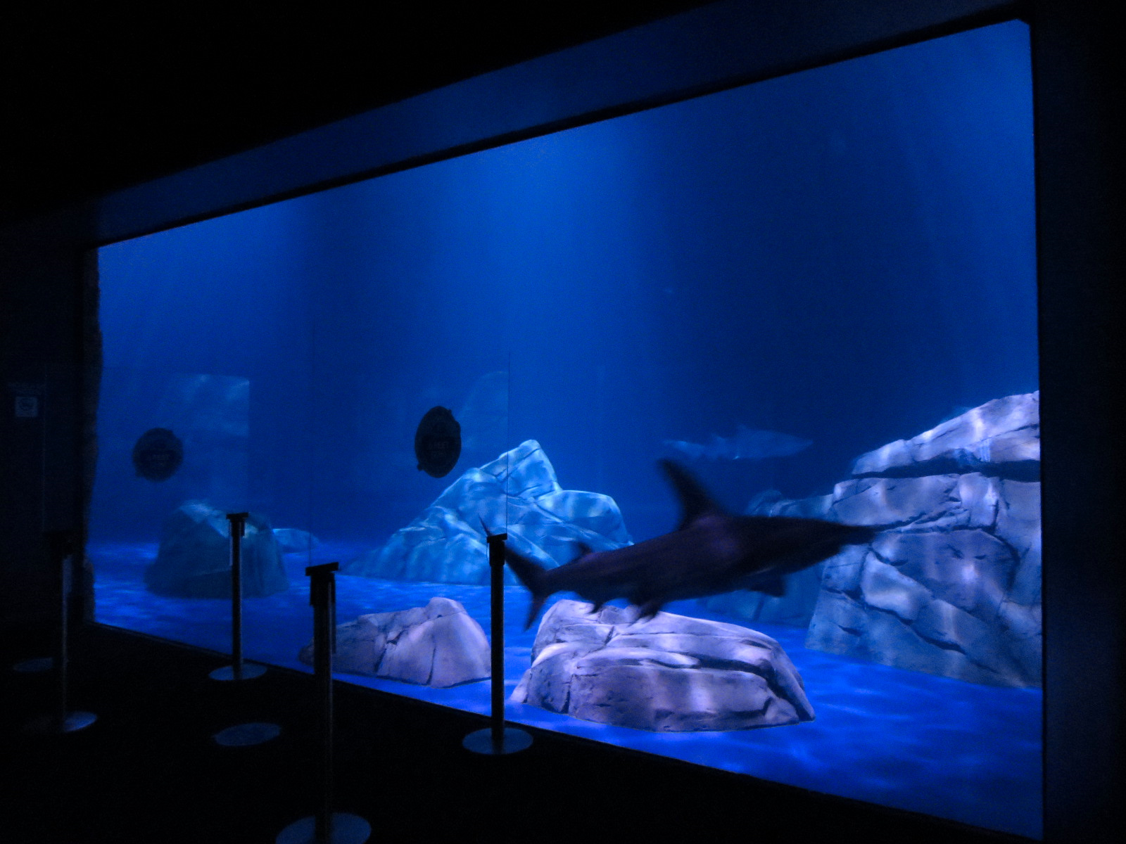 Sharks! - 2nd Viewing Area - Great Hammerhead