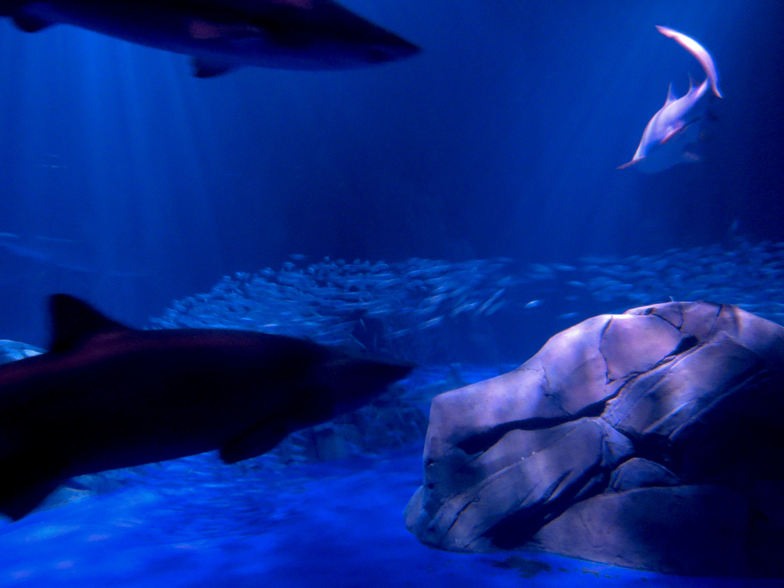 Sharks! - 2nd Viewing Area - Sand Tiger Shark