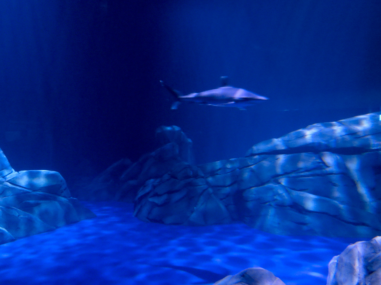 Sharks! - 2nd Viewing Area - Silvertip Shark