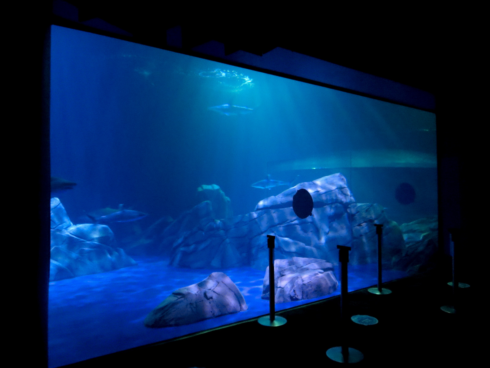 Sharks! - 2nd Viewing Area