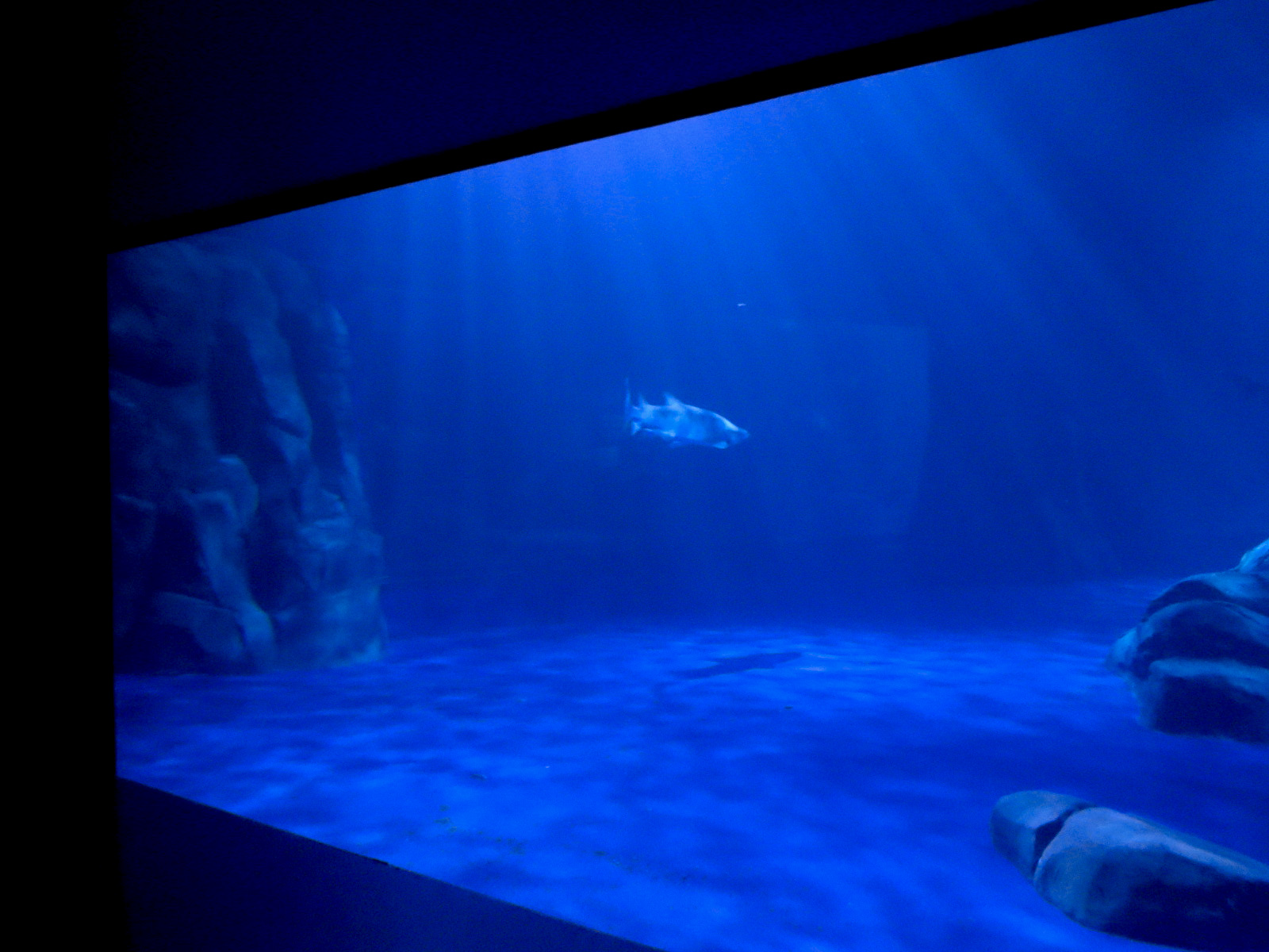 Sharks! - 4th Viewing Area - Sand Tiger Shark