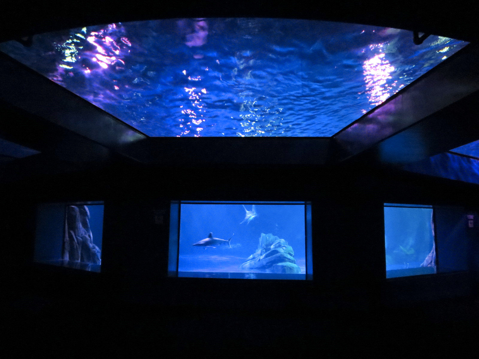 Sharks! - 4th Viewing Area