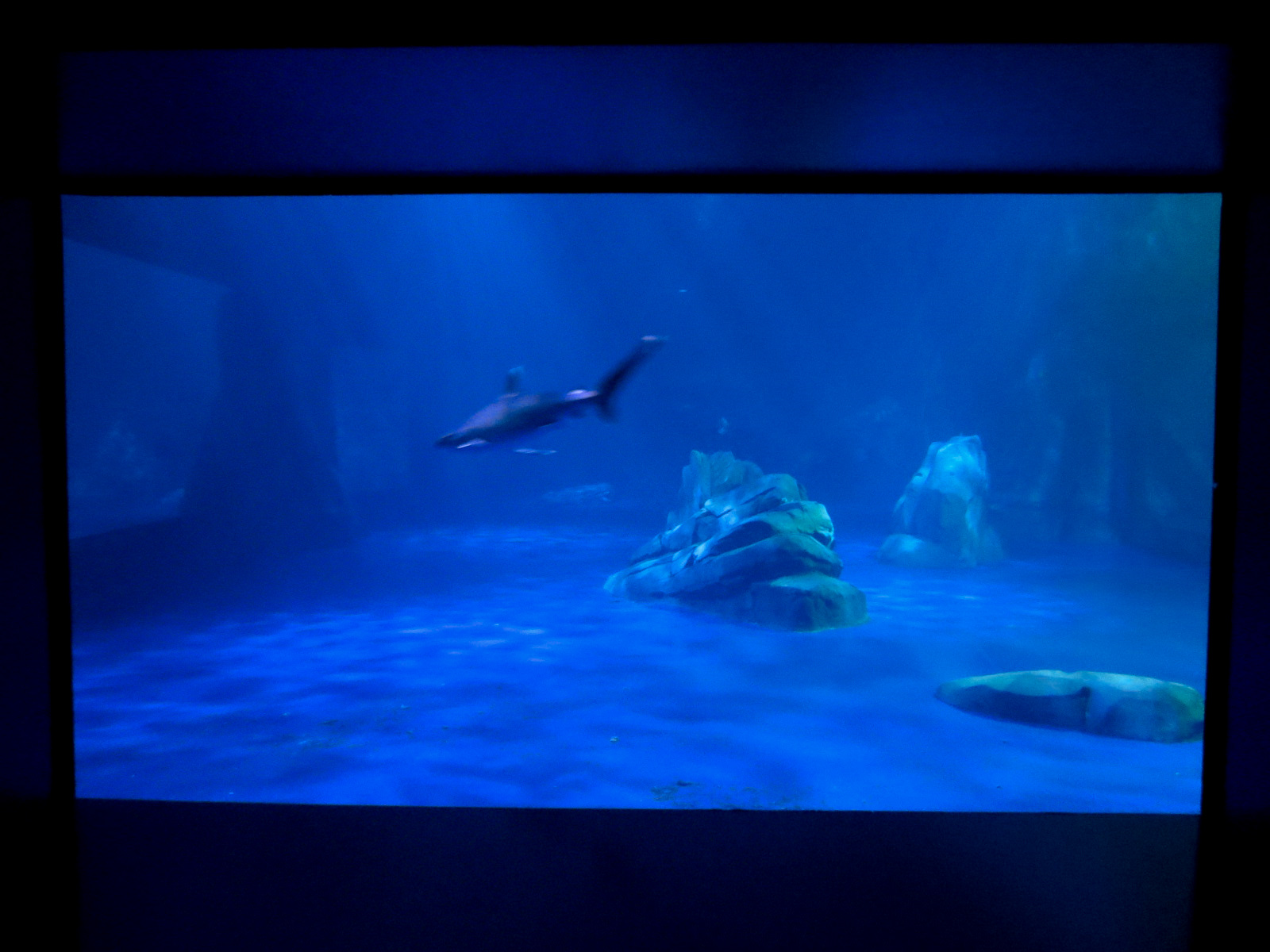 Sharks! - 4th Viewing Area