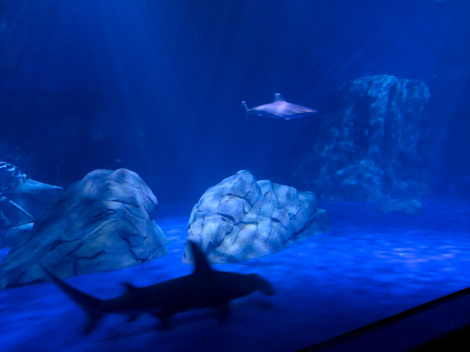 Sharks! - 5th Viewing Area - Great Hammerhead