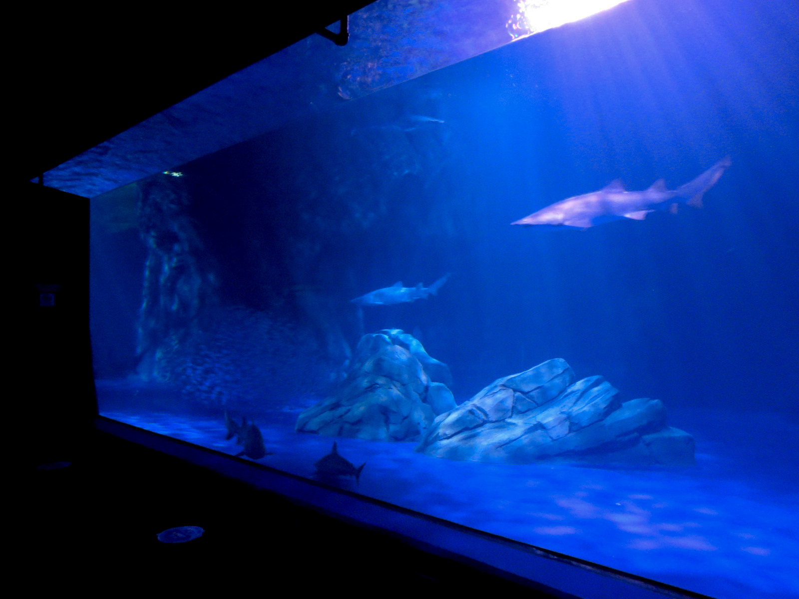 Sharks! - 5th Viewing Area