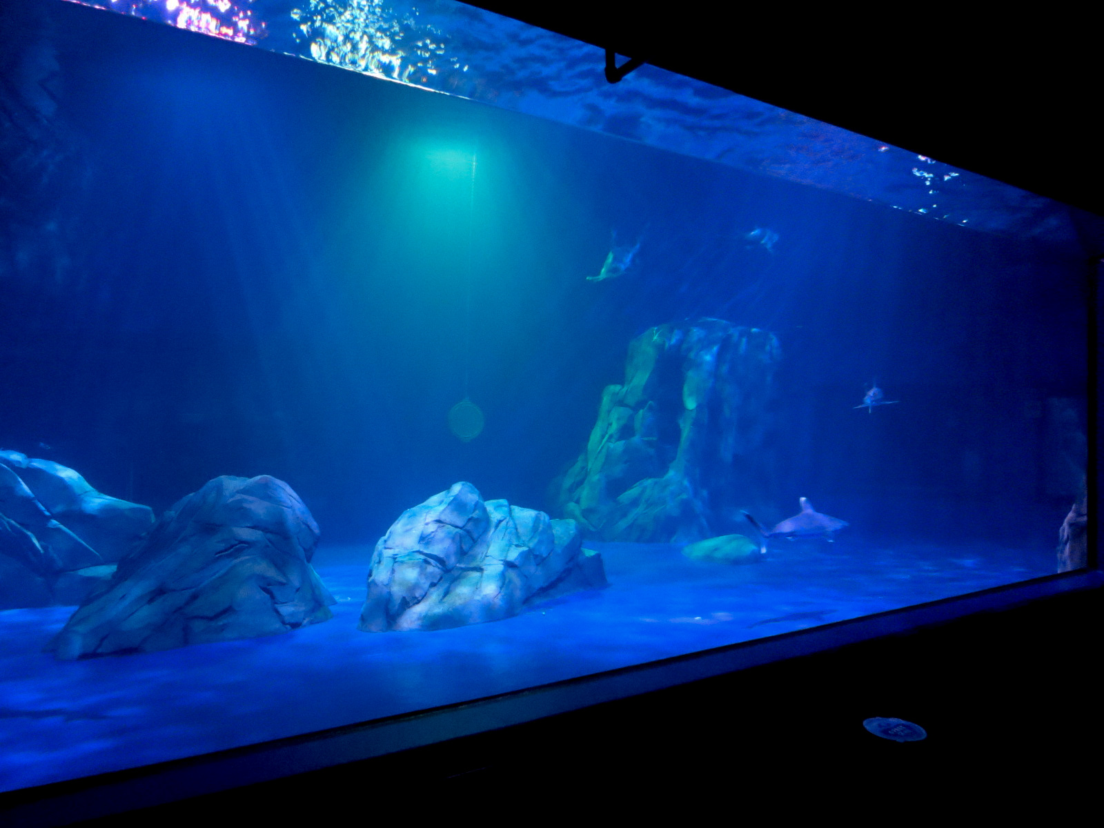 Sharks! - 5th Viewing Area