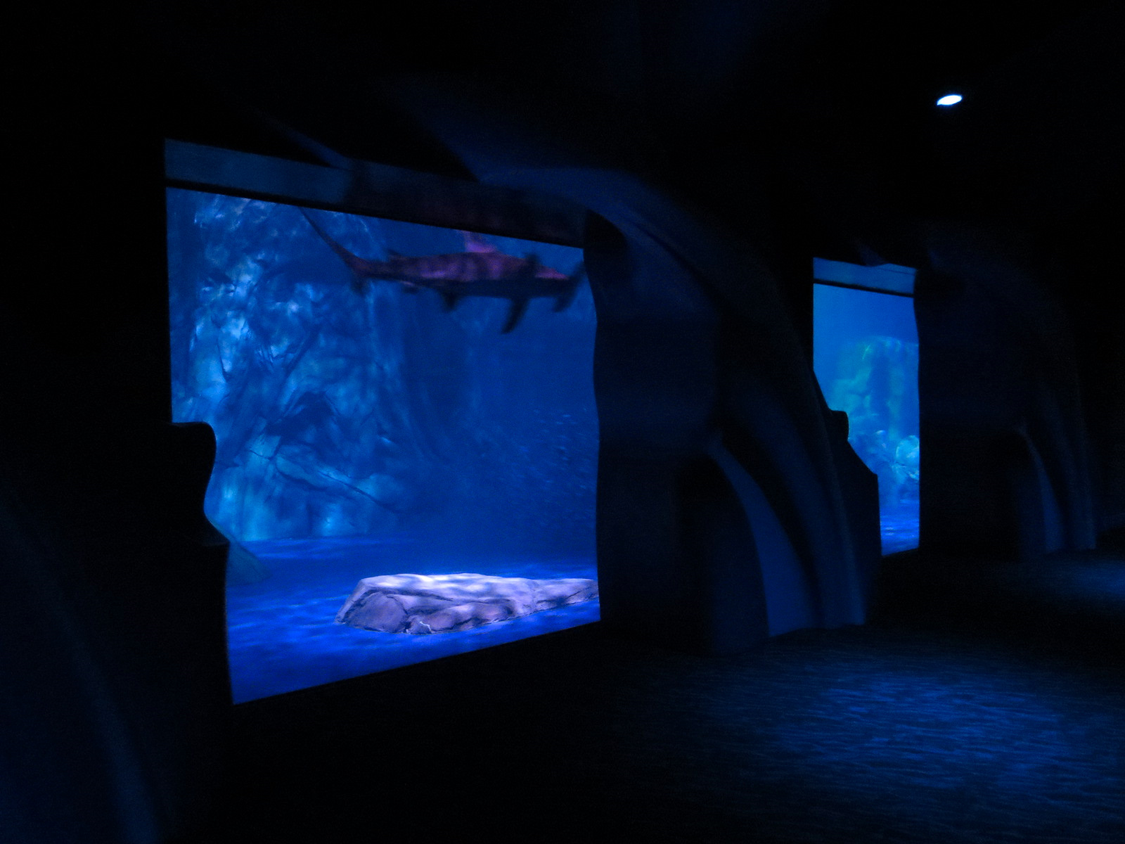 Sharks! - 6th Viewing Area - Great Hammerhead