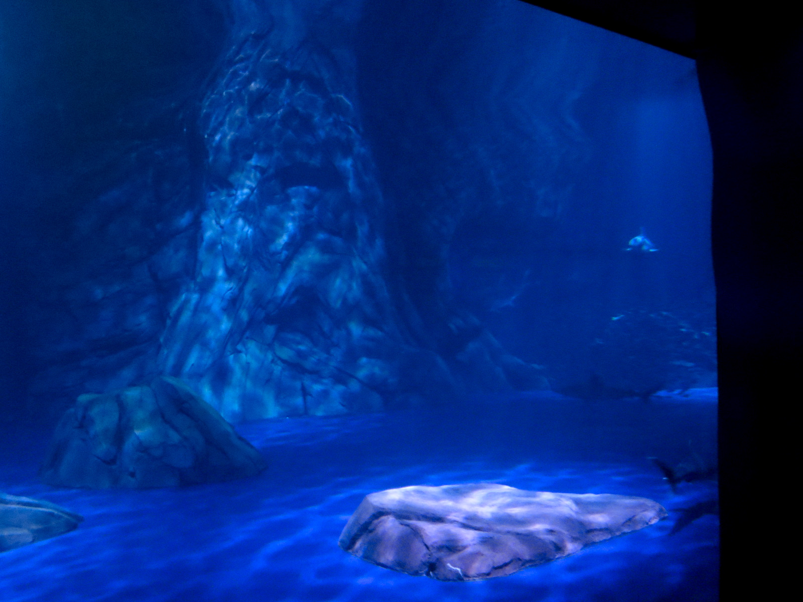 Sharks! - 6th Viewing Area - Interior