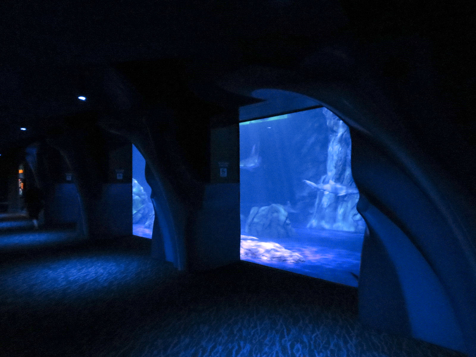 Sharks! - 6th Viewing Area