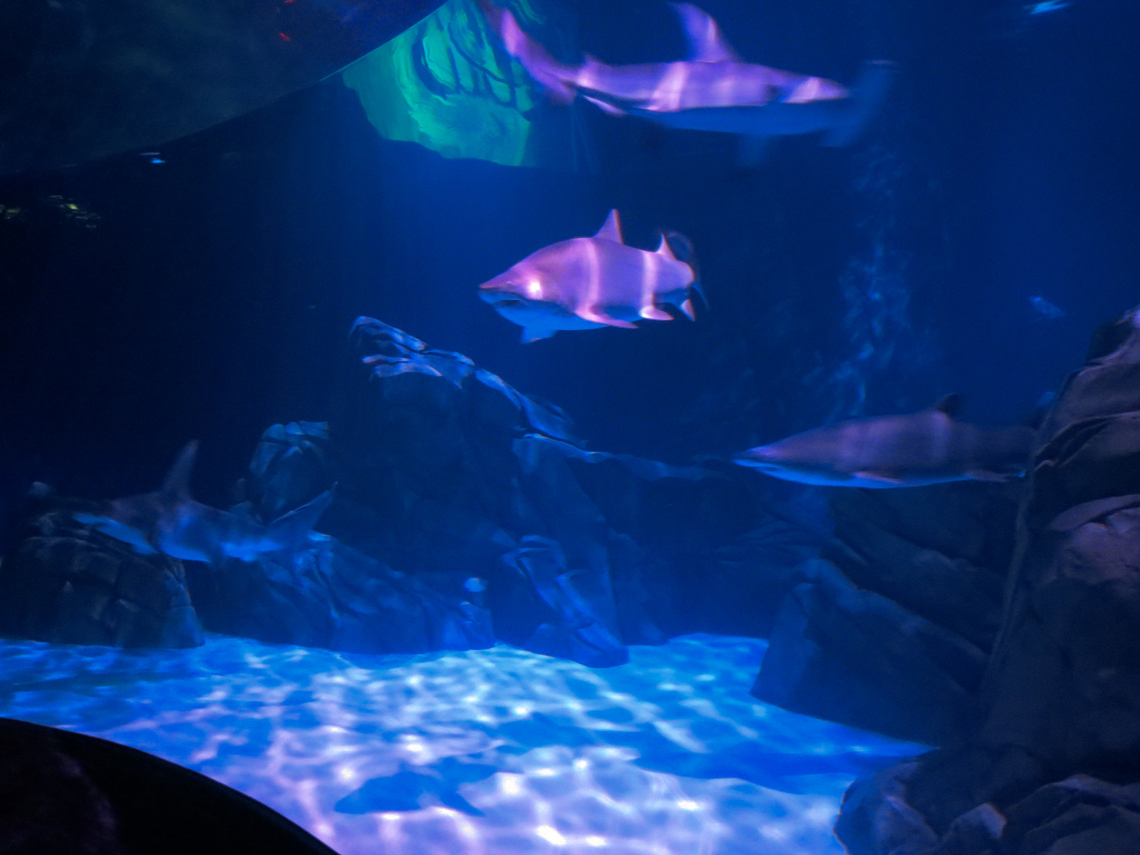 Sharks! - 7th Viewing Area - Great Hammerhead and Sand Tiger Sharks