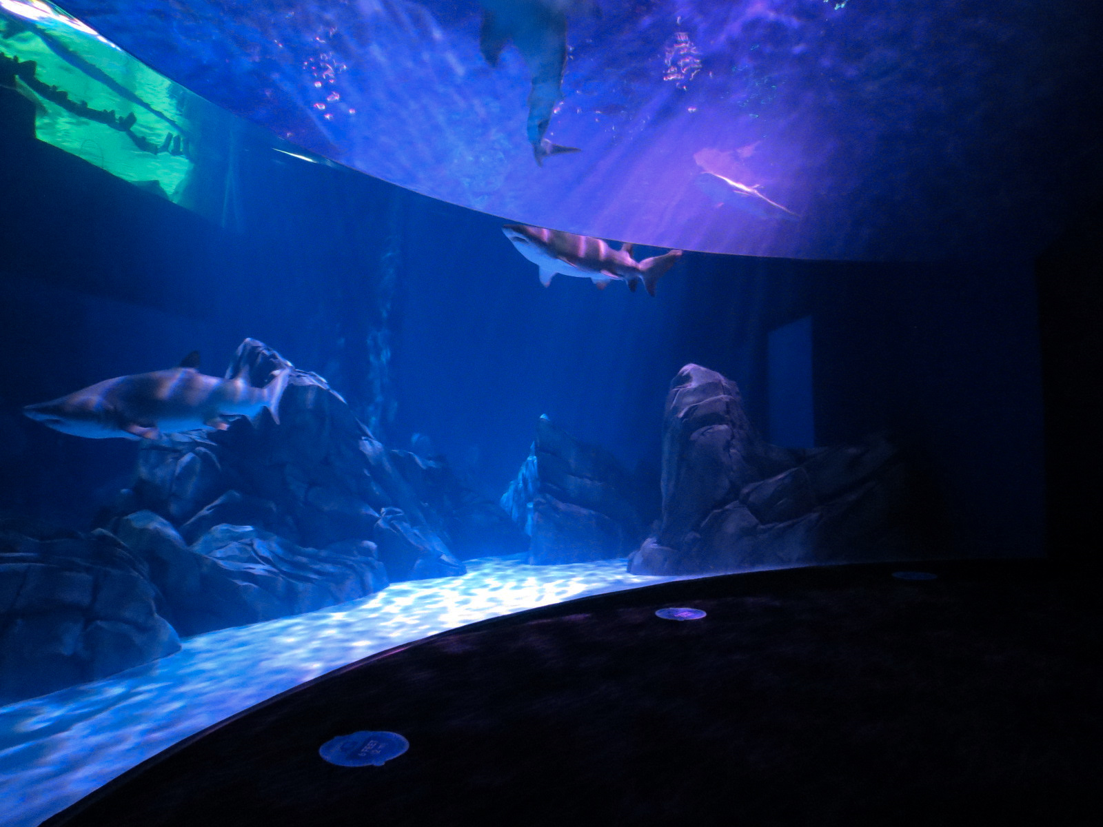 Sharks! - 7th Viewing Area - Sand Tiger Shark