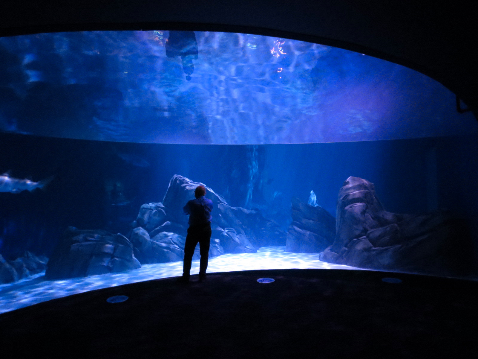 Sharks! - 7th Viewing Area