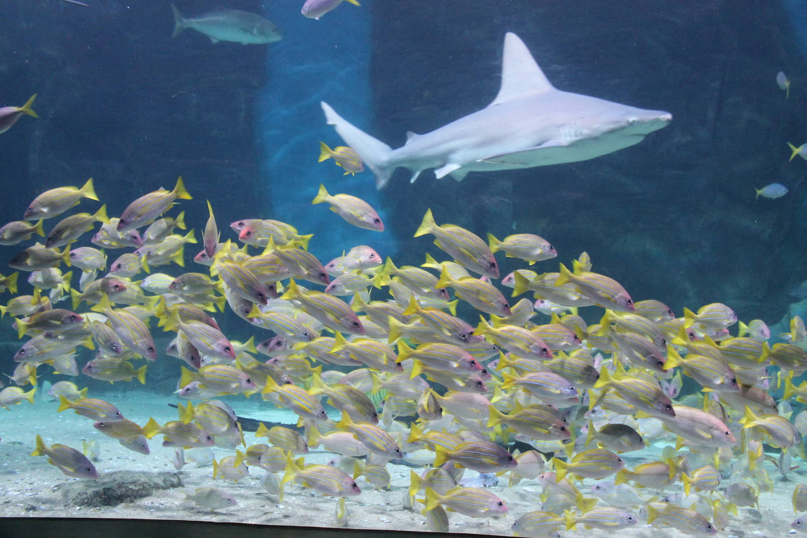 sharks and other fish in the ocean tank