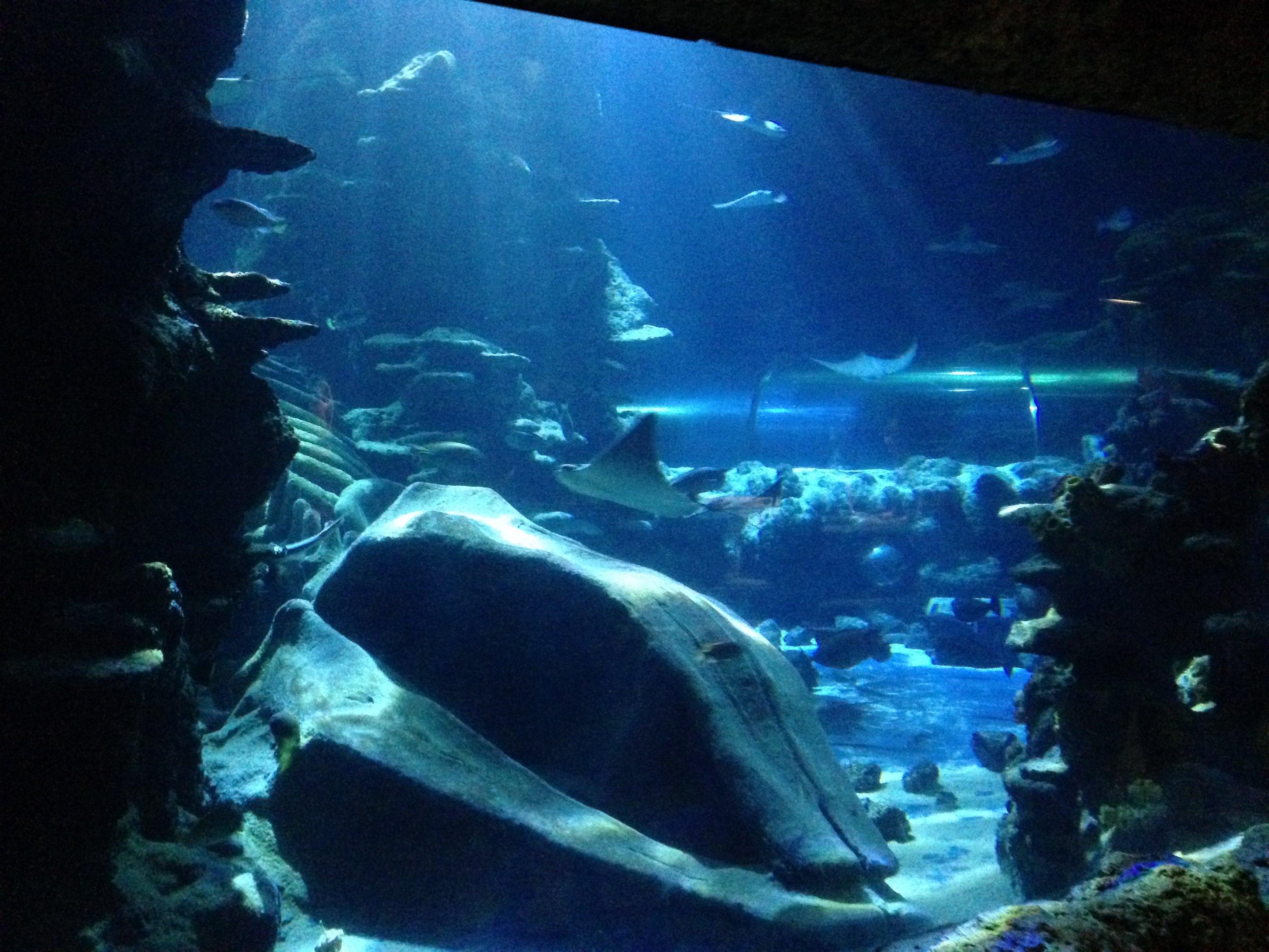 Sharks and rays 2016