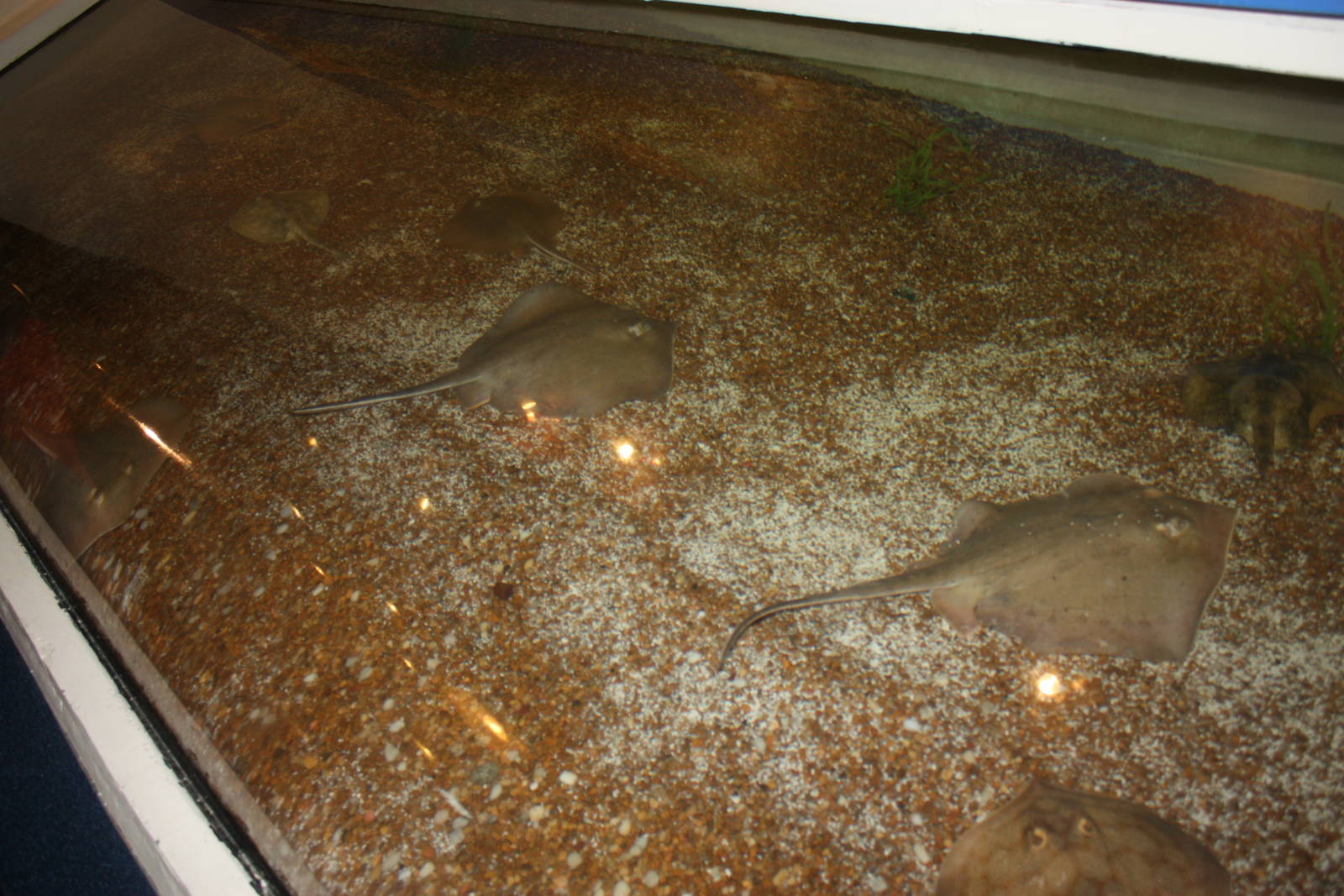 Sharks and Rays Gallery- Camouflage Exhibit