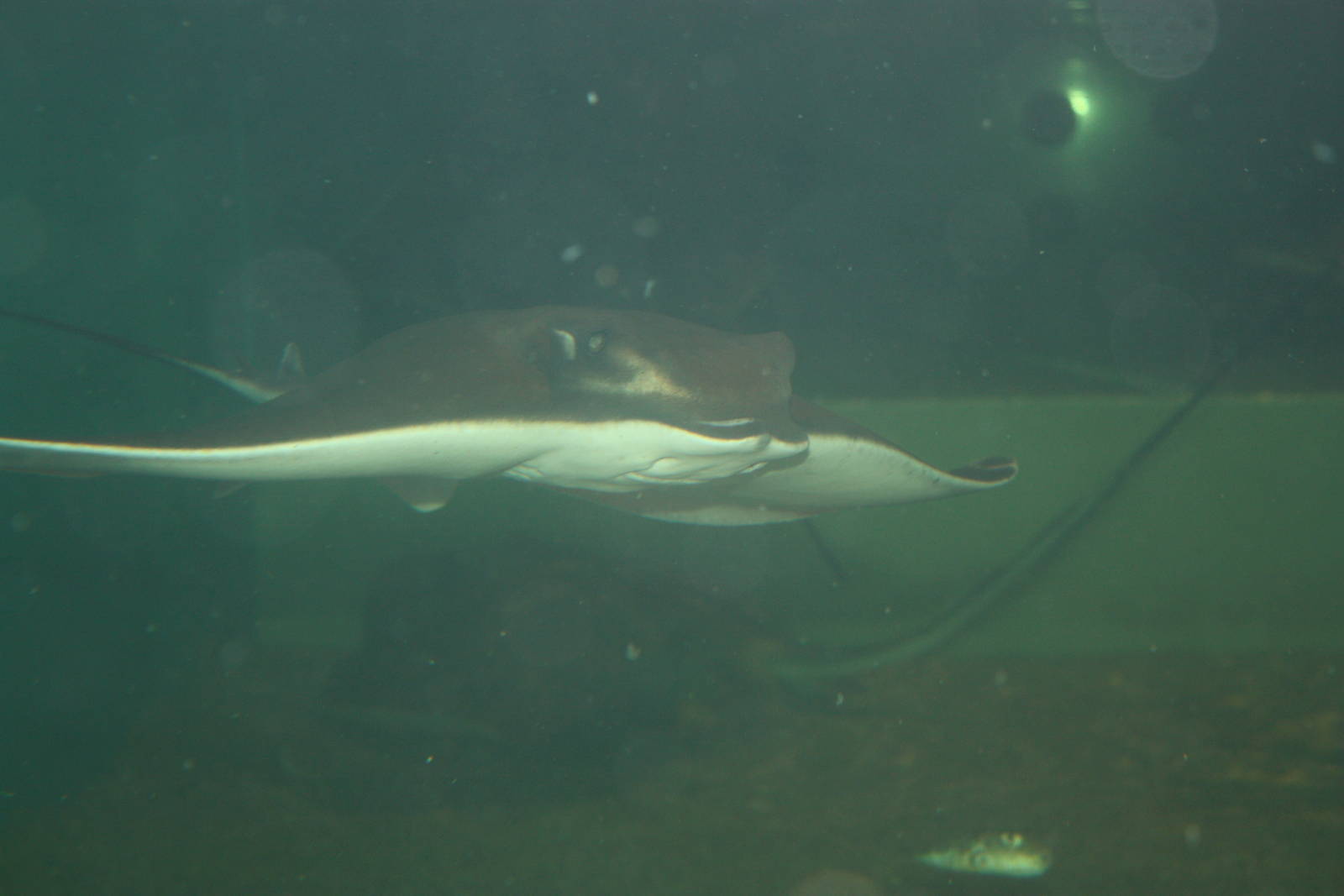 Sharks and Rays Gallery- Cownose Ray and Pufferfish
