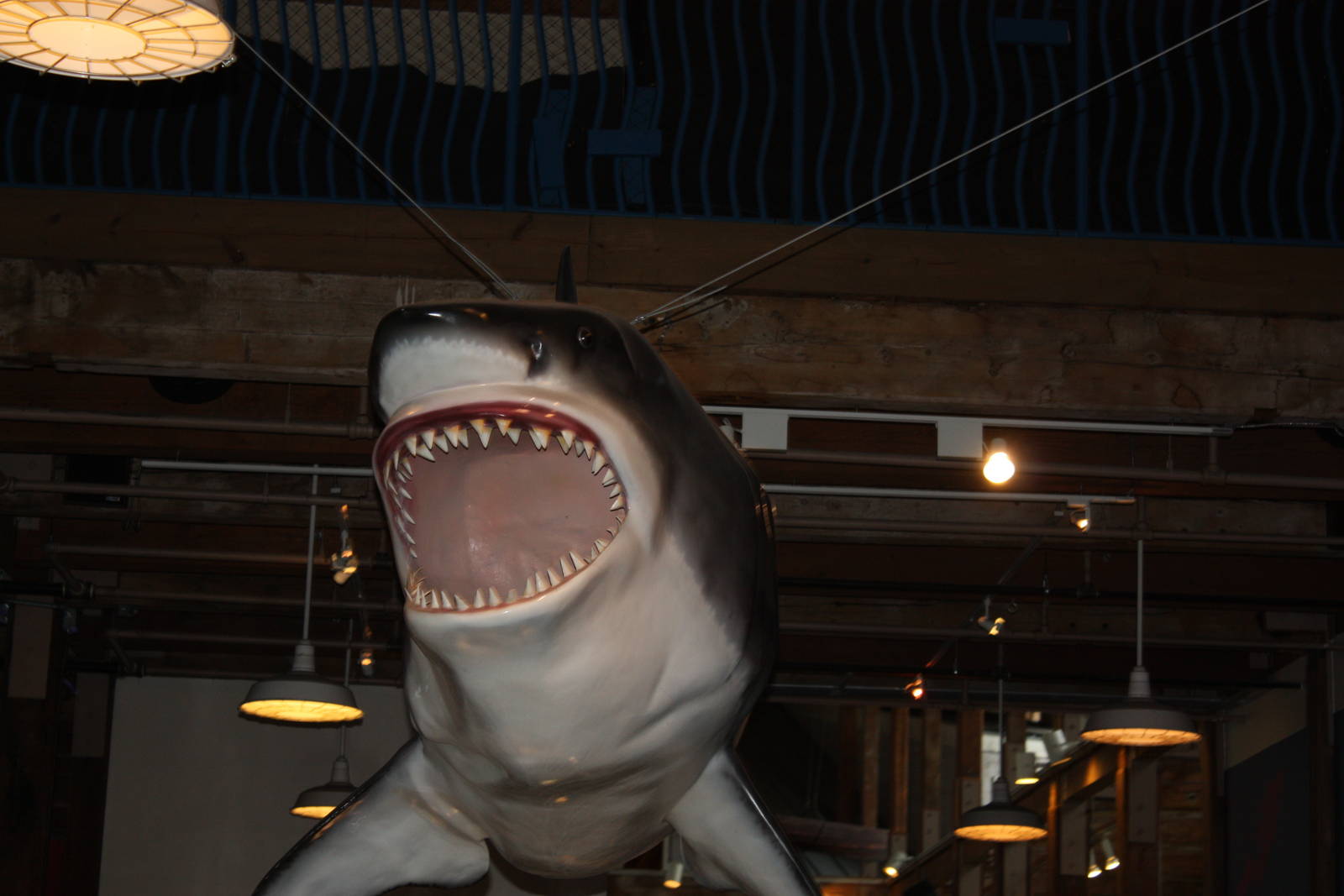 Sharks and Rays Gallery- Great White Shark Replica