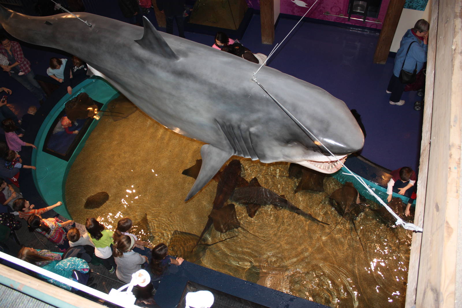 Sharks and Rays Gallery- Overview of Touch Pool