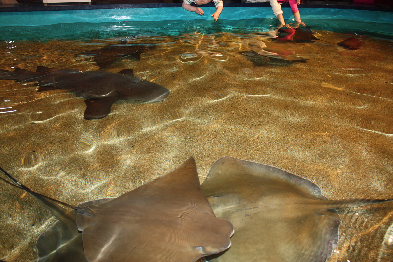 Sharks and Rays Gallery- Touch Pool