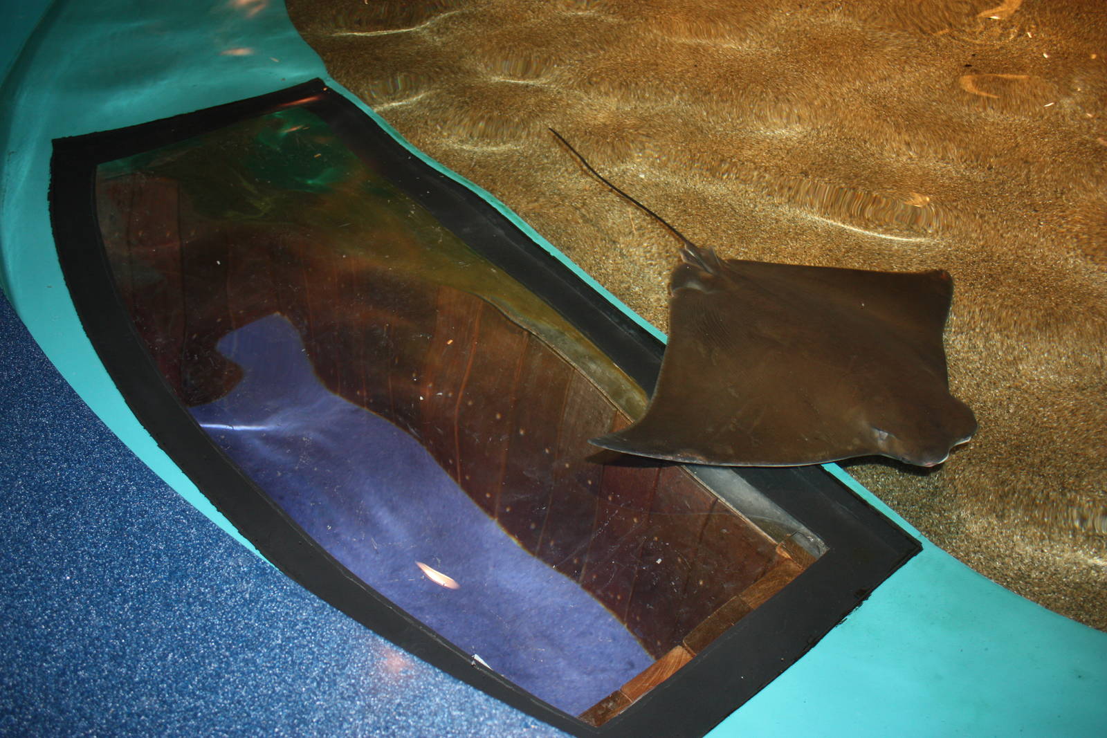 Sharks and Rays Gallery- Unique Viewpoint