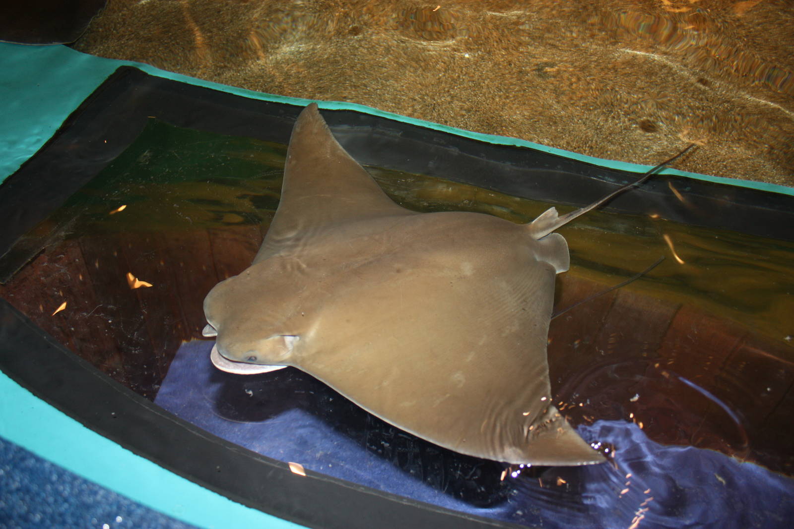 Sharks and Rays Gallery- Unique Viewpoint