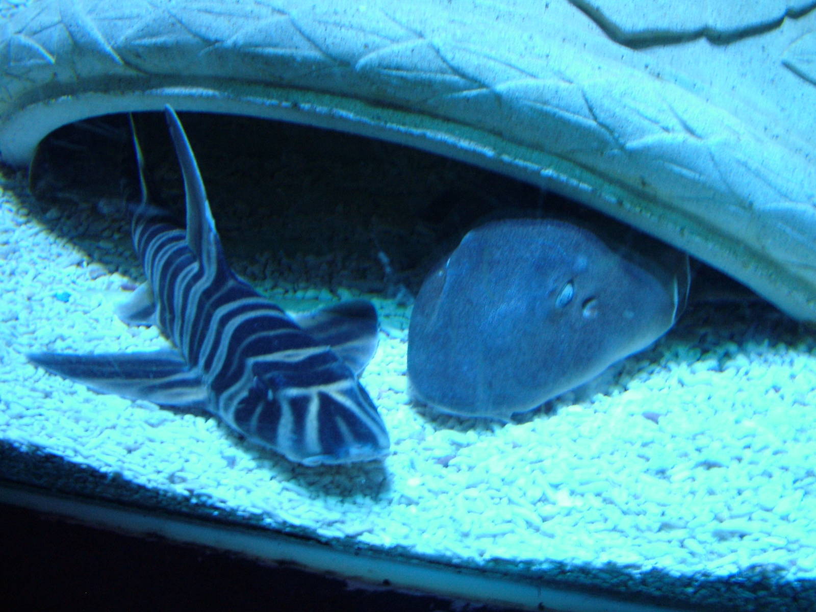 Sharks at Blackpool SeaLife Centre 27/03/10