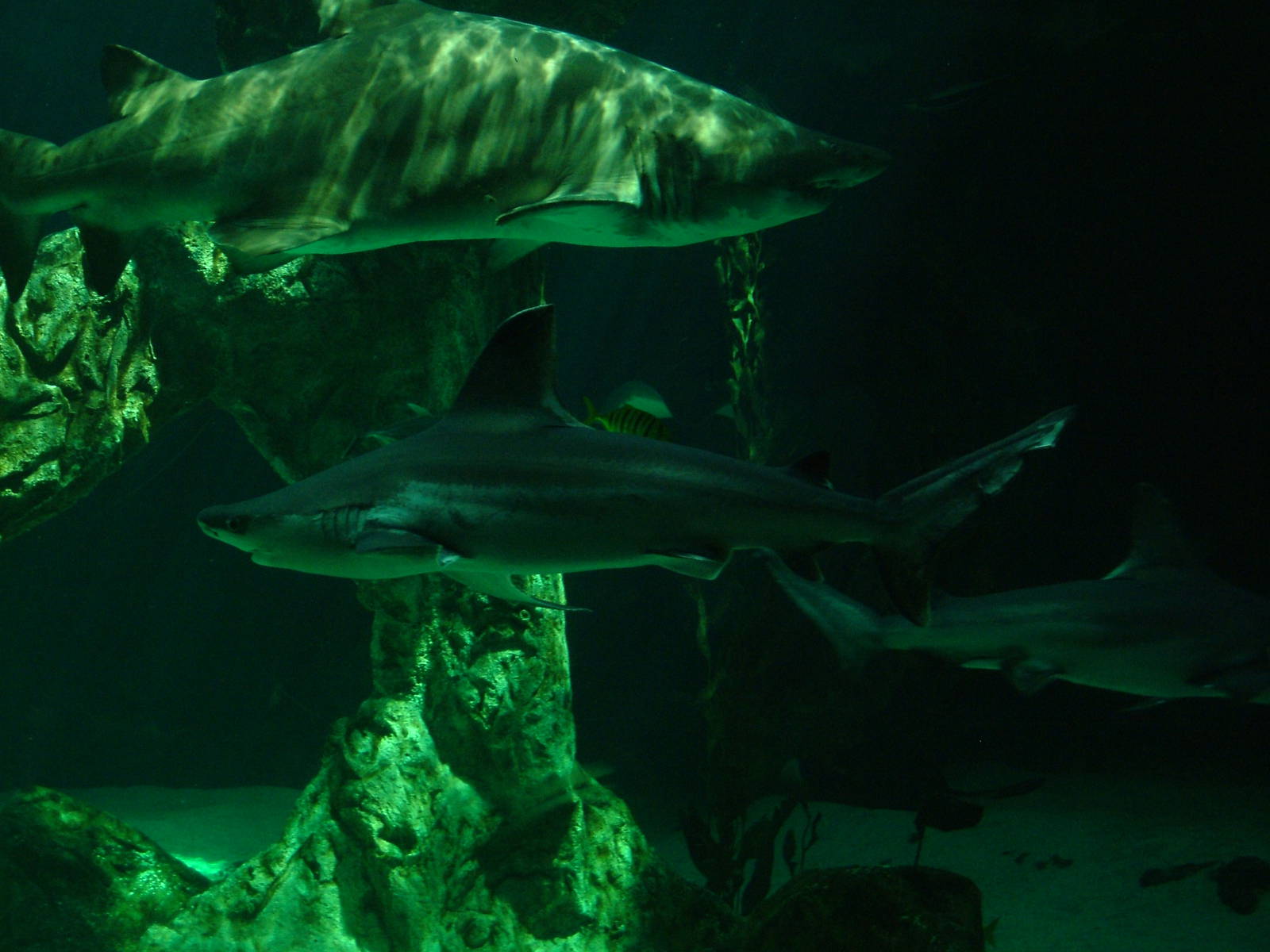 Sharks at Madrid Zoo Aquarium, 26/05/11